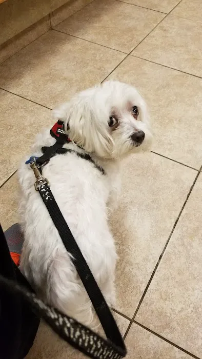 VCA Rutherford Animal Hospital 12