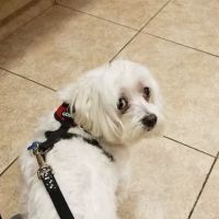 VCA Rutherford Animal Hospital ico