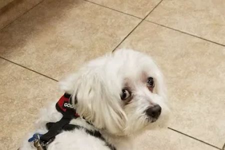 VCA Rutherford Animal Hospital