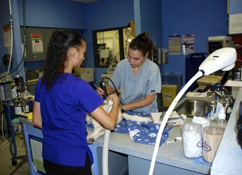 VCA Rutherford Animal Hospital 12