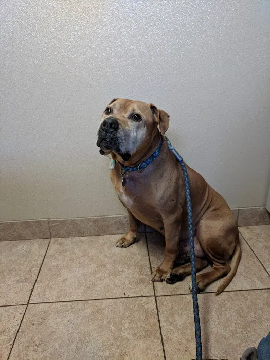 VCA Rutherford Animal Hospital 12