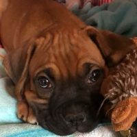Howard Veterinary Services ico