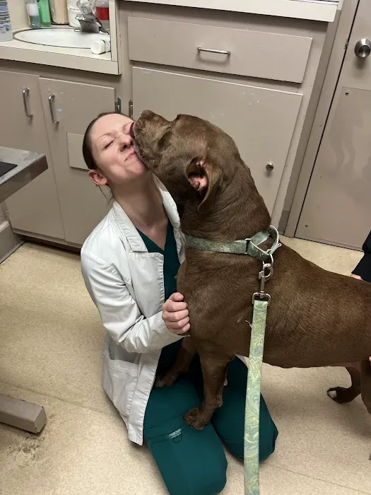American Animal Hospital 12