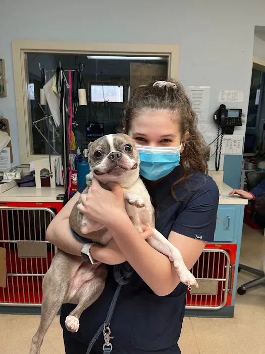 American Animal Hospital 12
