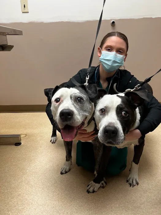 American Animal Hospital 12