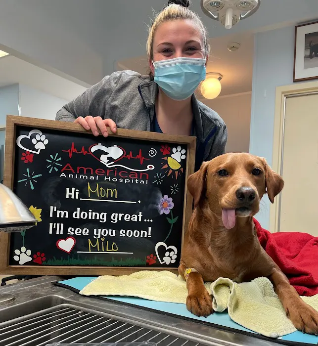 American Animal Hospital 12