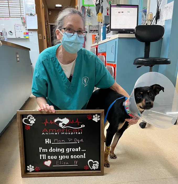 American Animal Hospital 12