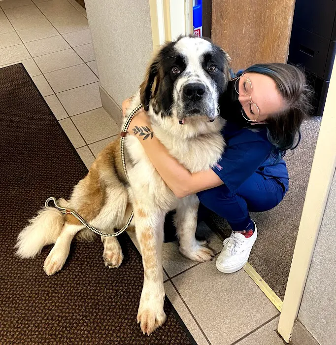 American Animal Hospital 12