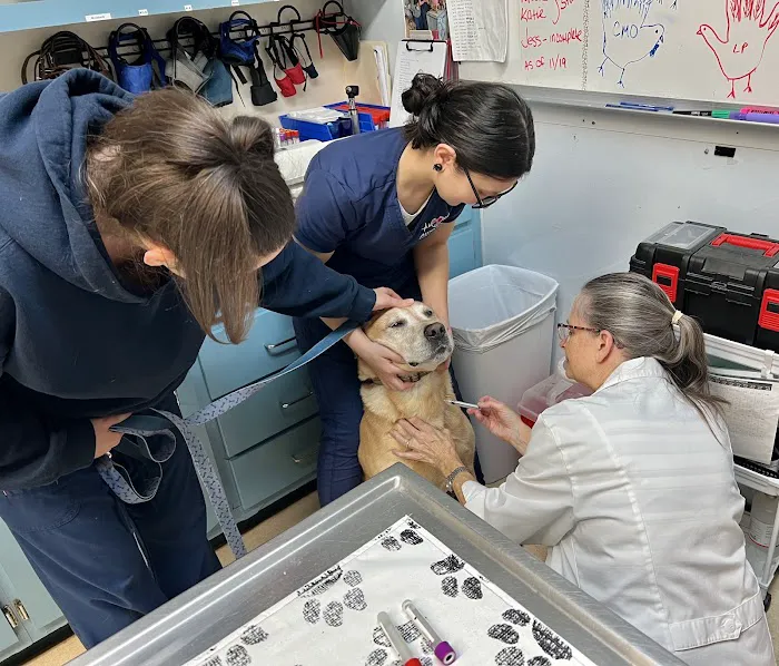 American Animal Hospital 12