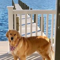 Berkeley Heights Animal Hospital ico