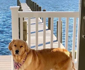 Berkeley Heights Animal Hospital