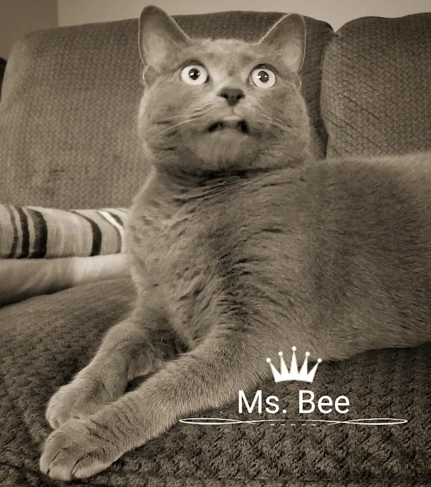 True Monarch In-Home Veterinary Service 12