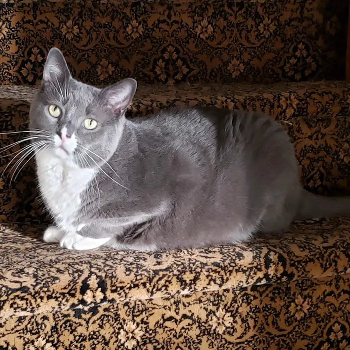 True Monarch In-Home Veterinary Service 12