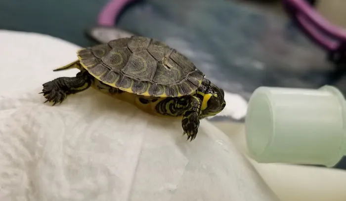 True Monarch In-Home Veterinary Service 12