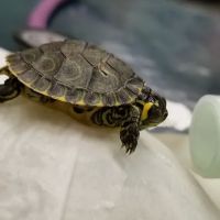 True Monarch In-Home Veterinary Service ico