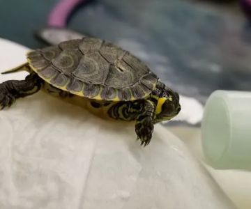 True Monarch In-Home Veterinary Service