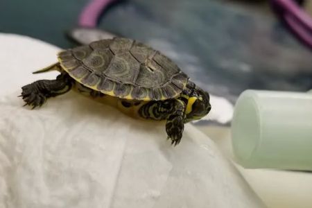 True Monarch In-Home Veterinary Service