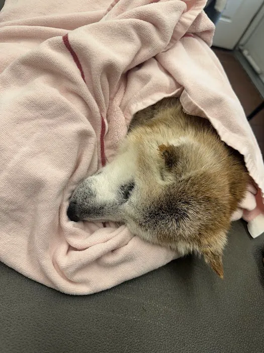 Scotch Plains Animal Hospital 12