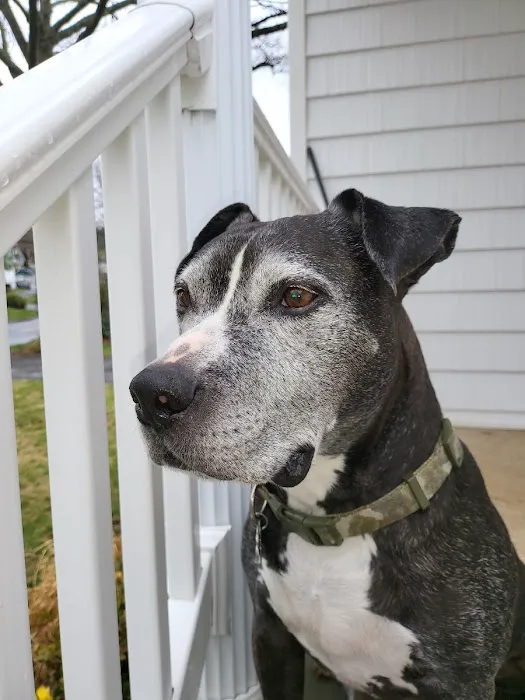 Scotch Plains Animal Hospital 12