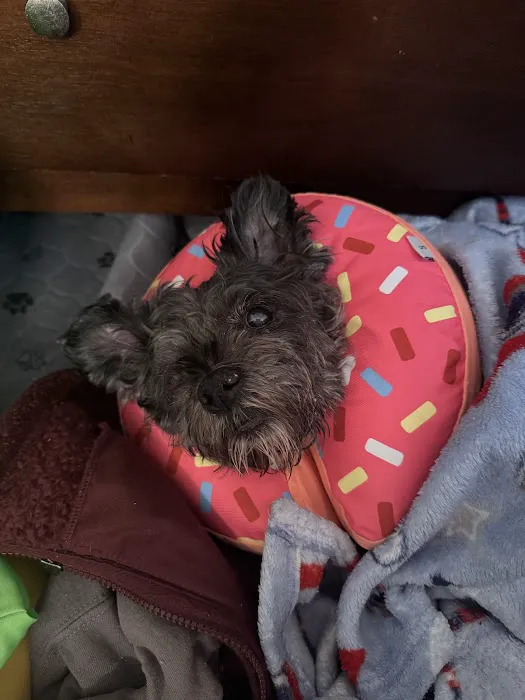 Scotch Plains Animal Hospital 12