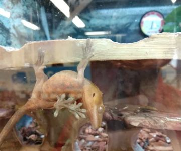 Petco