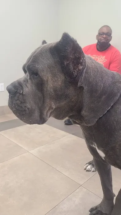 Fanwood Animal Hospital 12