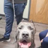 Fanwood Animal Hospital ico