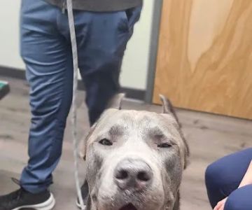 Fanwood Animal Hospital