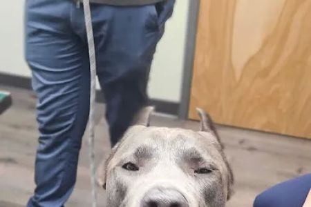 Fanwood Animal Hospital