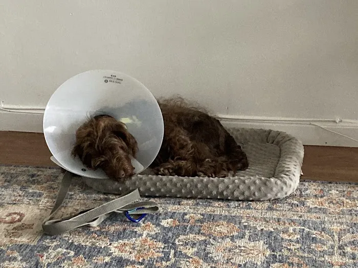 Banfield Pet Hospital 12