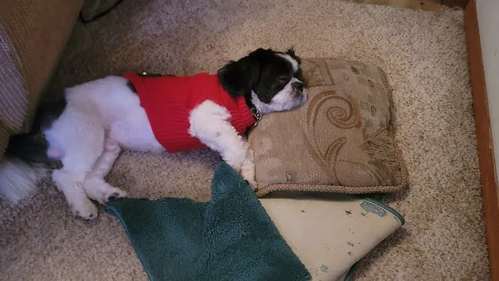 Banfield Pet Hospital 12
