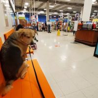 Banfield Pet Hospital ico