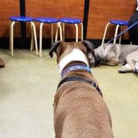 Banfield Pet Hospital ico