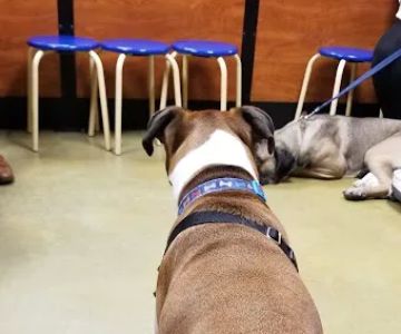 Banfield Pet Hospital