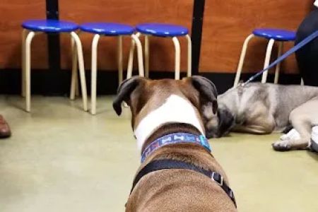 Banfield Pet Hospital