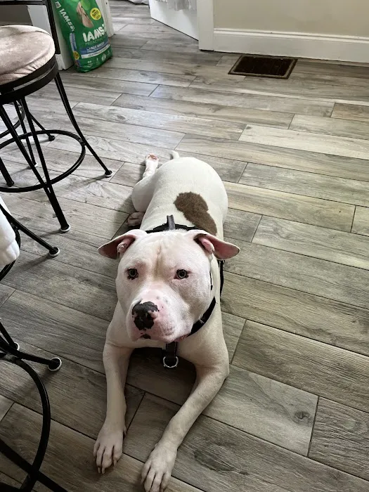 Banfield Pet Hospital 12