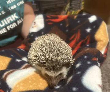 Dave's Domestic Hedgehogs