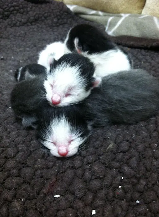 Union Animal Hospital 12