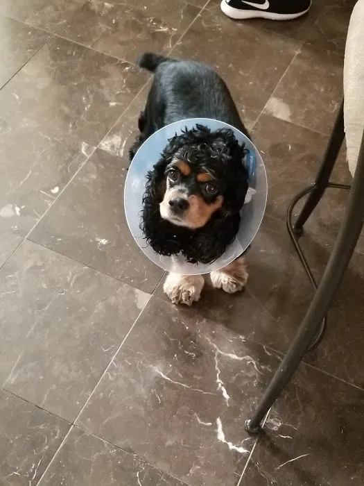 Union Animal Hospital 12
