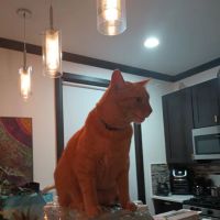 Maplewood Animal Hospital ico