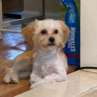 Eastland Veterinary Hospital ico