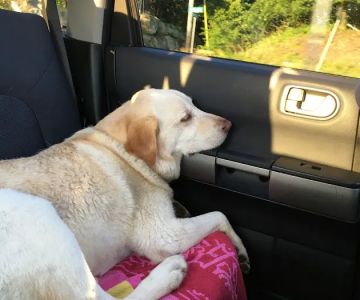 Animal Care Centers