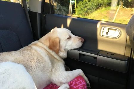 Animal Care Centers