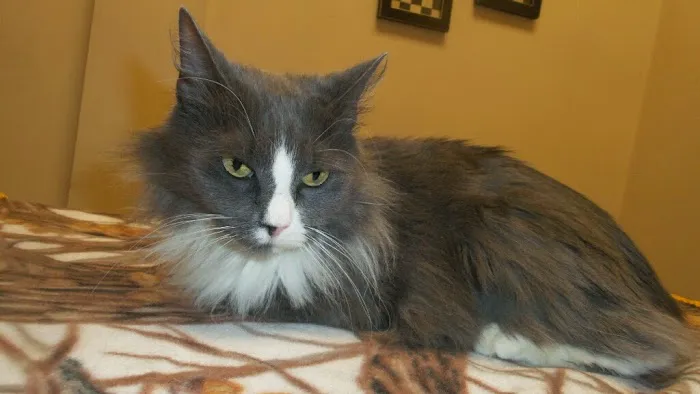 Animal Care Centers 12