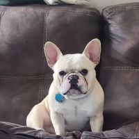 Lake Hopatcong Animal Hospital ico