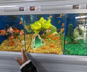 Pet Supermarket