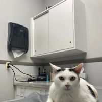 Byram Animal Hospital ico