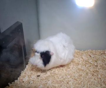 Pet Barn