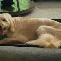 Animal Care Centers ico