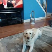 Mt Olive Veterinary Hospital ico